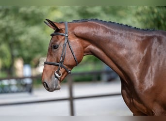Zangersheider, Wallach, 6 Jahre, 169 cm