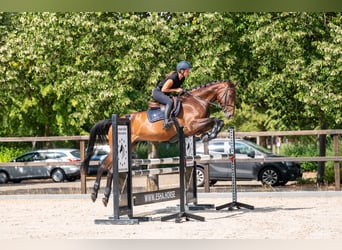 Zangersheider, Wallach, 6 Jahre, 169 cm