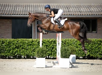 Zangersheider, Wallach, 6 Jahre, 170 cm, Brauner