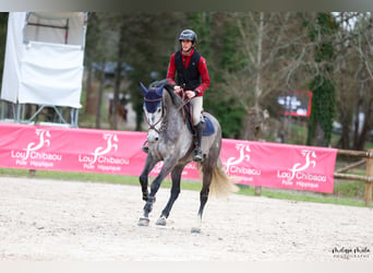 Zangersheider, Wallach, 6 Jahre, 170 cm, Schimmel