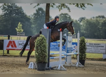Zangersheider, Wallach, 6 Jahre, 170 cm, Schwarzbrauner