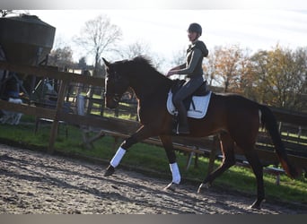 Zangersheider, Wallach, 6 Jahre, 170 cm