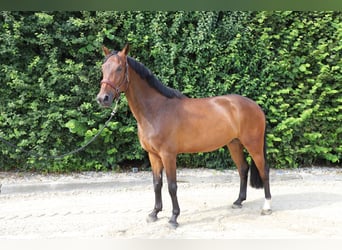 Zangersheider, Wallach, 6 Jahre, 171 cm, Brauner