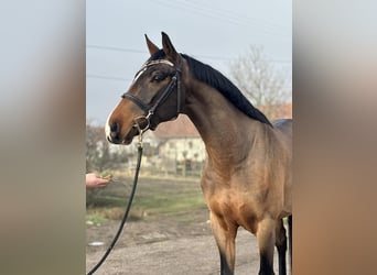 Zangersheider, Wallach, 6 Jahre, 171 cm, Rotbrauner