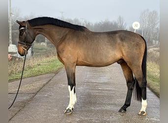 Zangersheider, Wallach, 6 Jahre, 171 cm, Rotbrauner