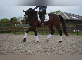 Zangersheider, Wallach, 6 Jahre, 172 cm, Dunkelbrauner