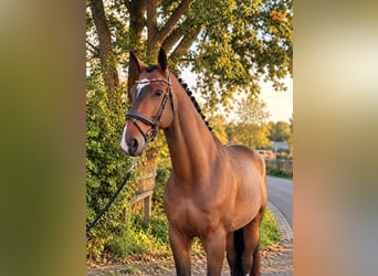 Zangersheider, Wallach, 6 Jahre, 172 cm, Dunkelbrauner