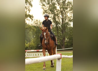 Zangersheider, Wallach, 6 Jahre, 172 cm, Fuchs