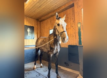 Zangersheider, Wallach, 6 Jahre, 172 cm, Schimmel