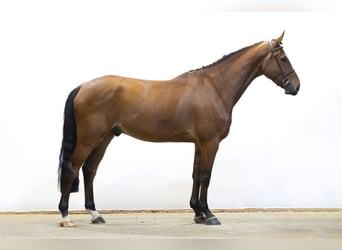 Zangersheider, Wallach, 6 Jahre, 172 cm