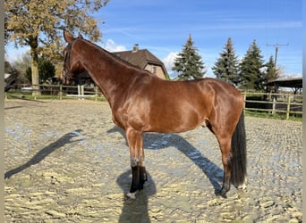 Zangersheider, Wallach, 6 Jahre, 173 cm, Brauner