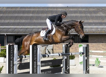 Zangersheider, Wallach, 6 Jahre, 173 cm