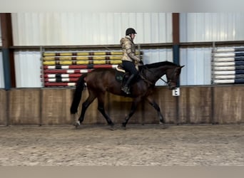 Zangersheider, Wallach, 6 Jahre, 174 cm, Brauner