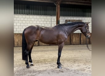 Zangersheider, Wallach, 6 Jahre, 174 cm, Brauner