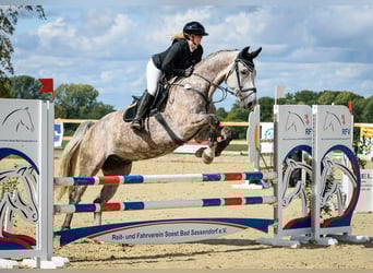 Zangersheider, Wallach, 6 Jahre, 175 cm, Apfelschimmel
