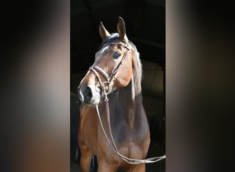 Zangersheider, Wallach, 6 Jahre, 175 cm, Dunkelbrauner