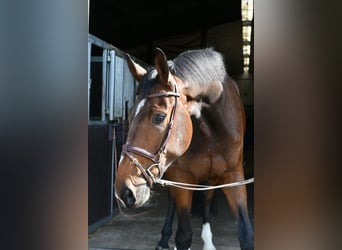 Zangersheider, Wallach, 6 Jahre, 175 cm, Dunkelbrauner