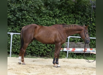 Zangersheider, Wallach, 6 Jahre, 175 cm, Dunkelfuchs