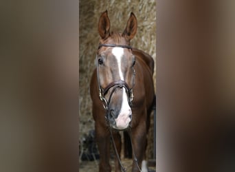Zangersheider, Wallach, 6 Jahre, 175 cm, Dunkelfuchs