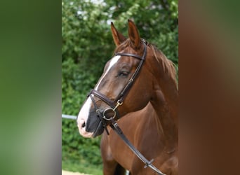 Zangersheider, Wallach, 6 Jahre, 175 cm, Dunkelfuchs