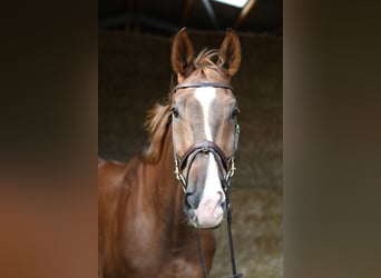 Zangersheider, Wallach, 6 Jahre, 175 cm, Dunkelfuchs