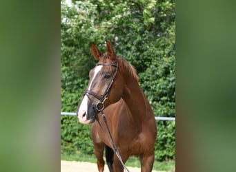 Zangersheider, Wallach, 6 Jahre, 175 cm, Dunkelfuchs