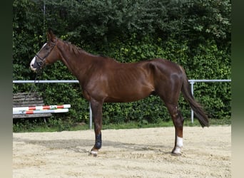 Zangersheider, Wallach, 6 Jahre, 175 cm, Dunkelfuchs