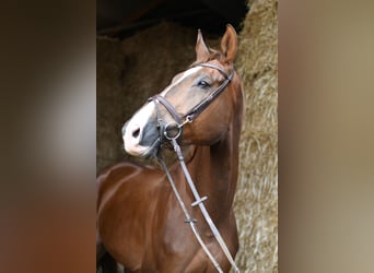 Zangersheider, Wallach, 6 Jahre, 175 cm, Dunkelfuchs