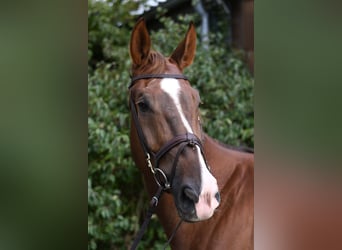 Zangersheider, Wallach, 6 Jahre, 175 cm, Dunkelfuchs