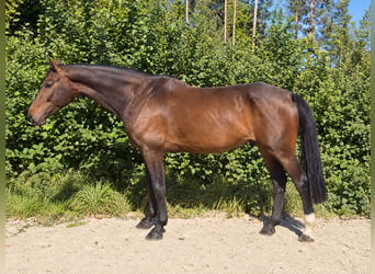 Zangersheider, Wallach, 6 Jahre, 176 cm, Dunkelbrauner