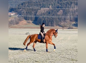 Zangersheider, Wallach, 6 Jahre, 176 cm, Fuchs