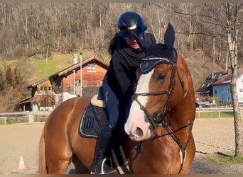 Zangersheider, Wallach, 6 Jahre, 176 cm, Fuchs