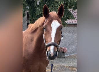 Zangersheider, Wallach, 6 Jahre, 180 cm, Fuchs