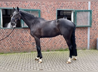 Zangersheider, Wallach, 6 Jahre, 180 cm, Rappe