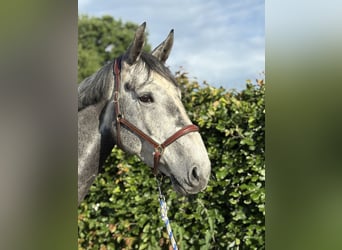 Zangersheider, Wallach, 6 Jahre, 180 cm, Schimmel