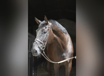 Zangersheider, Wallach, 6 Jahre, 183 cm, Rappe