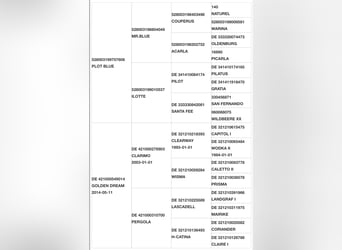 Zangersheider, Wallach, 6 Jahre, Schimmel