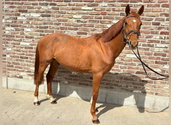 Zangersheider, Wallach, 7 Jahre, 148 cm, Fuchs