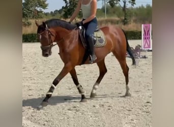 Zangersheider, Wallach, 7 Jahre, 160 cm, Brauner