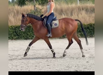 Zangersheider, Wallach, 7 Jahre, 160 cm, Brauner