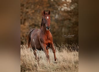 Zangersheider, Wallach, 7 Jahre, 160 cm, Fuchs
