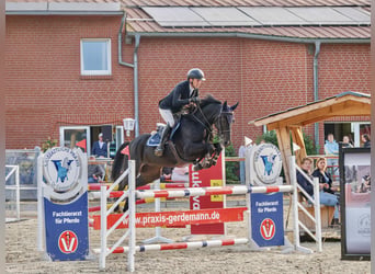 Zangersheider, Wallach, 7 Jahre, 160 cm, Schwarzbrauner