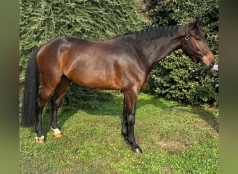 Zangersheider, Wallach, 7 Jahre, 165 cm, Brauner