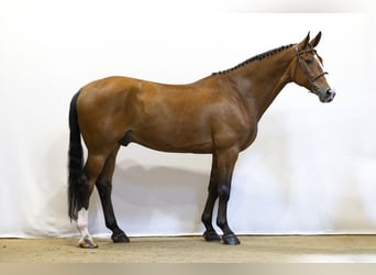 Zangersheider, Wallach, 7 Jahre, 165 cm, Brauner