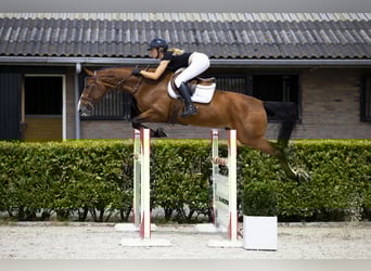 Zangersheider, Wallach, 7 Jahre, 165 cm, Brauner