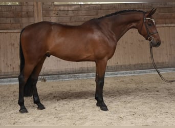 Zangersheider, Wallach, 7 Jahre, 165 cm, Rotbrauner