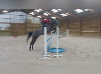 Zangersheider, Wallach, 7 Jahre, 165 cm, Schimmel