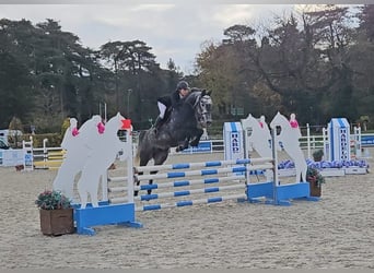 Zangersheider, Wallach, 7 Jahre, 165 cm, Schimmel