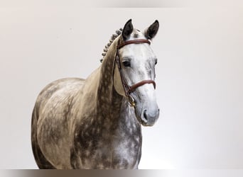 Zangersheider, Wallach, 7 Jahre, 165 cm, Schimmel