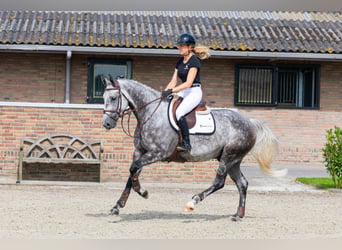 Zangersheider, Wallach, 7 Jahre, 165 cm, Schimmel